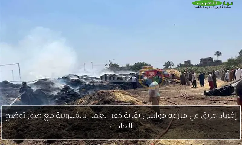 إخماد حريق في مزرعة مواشي بقرية كفر العمار بالقليوبية مع صور توضح الحادث
