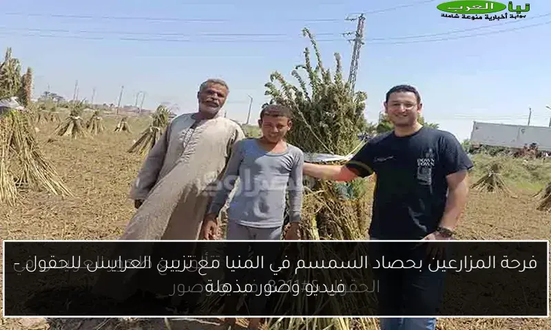 فرحة المزارعين بحصاد السمسم في المنيا مع تزيين العرايس للحقول – فيديو وصور مذهلة