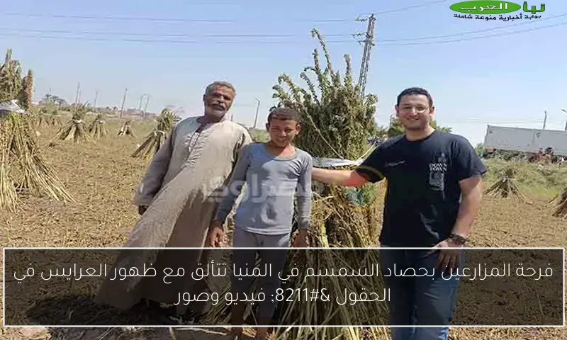 فرحة المزارعين بحصاد السمسم في المنيا تتألق مع ظهور العرايس في الحقول – فيديو وصور