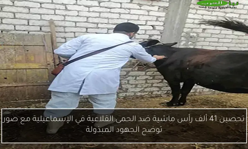 تحصين 41 ألف رأس ماشية ضد الحمى القلاعية في الإسماعيلية مع صور توضح الجهود المبذولة