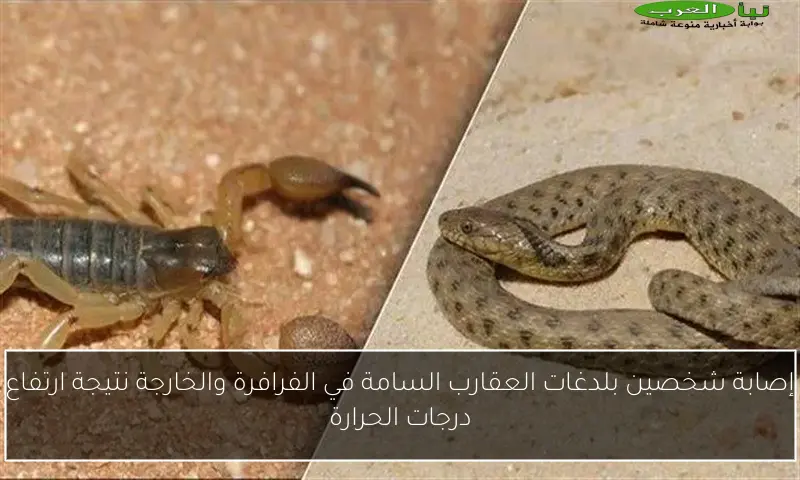 إصابة شخصين بلدغات العقارب السامة في الفرافرة والخارجة نتيجة ارتفاع درجات الحرارة