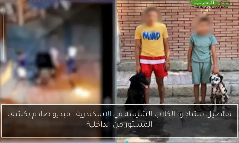 تفاصيل مشاجرة الكلاب الشرسة في الإسكندرية.. فيديو صادم يكشف المستور من الداخلية
