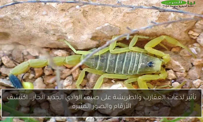 تأثير لدغات العقارب والطريشة على صيف الوادي الجديد الحار.. اكتشف الأرقام والصور المثيرة