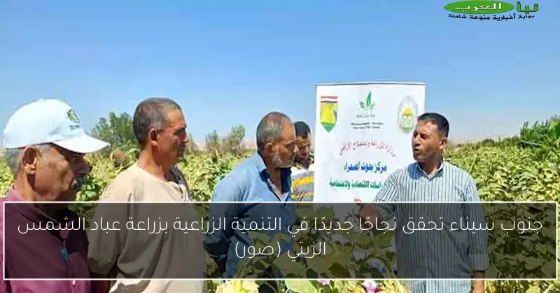 جنوب سيناء تحقق نجاحًا جديدًا في التنمية الزراعية بزراعة عباد الشمس الزيتي (صور)