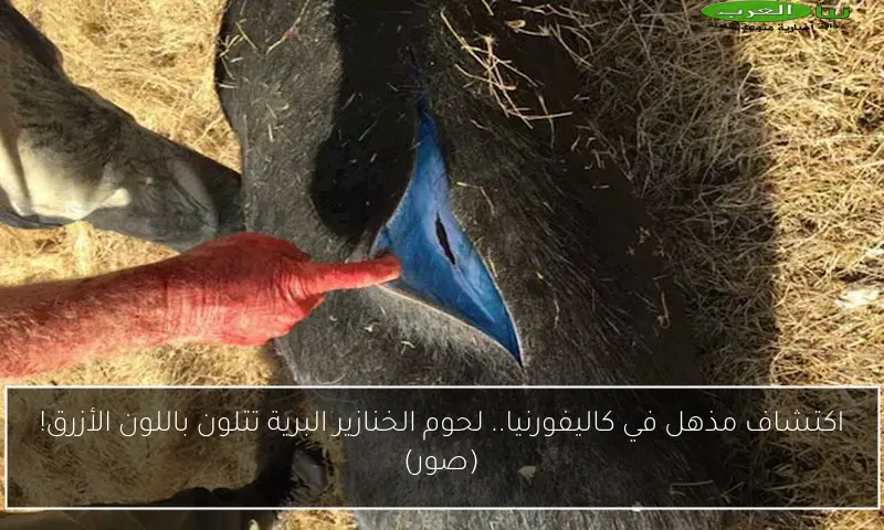 اكتشاف مذهل في كاليفورنيا.. لحوم الخنازير البرية تتلون باللون الأزرق! (صور)