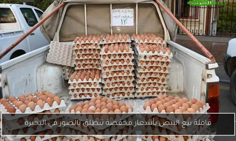 قافلة بيع البيض بأسعار مخفضة تنطلق بالصور في البحيرة