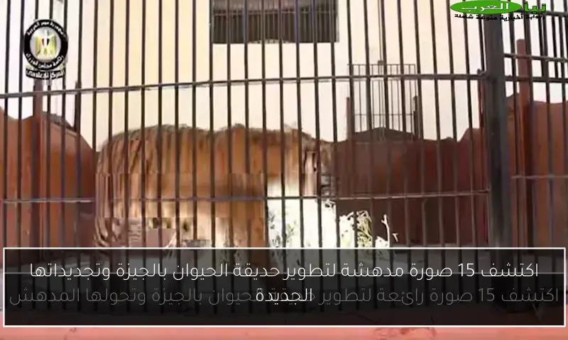 اكتشف 15 صورة مدهشة لتطوير حديقة الحيوان بالجيزة وتجديداتها الجديدة