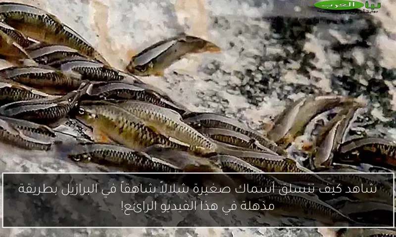 شاهد كيف تتسلق أسماك صغيرة شلالاً شاهقاً في البرازيل بطريقة مذهلة في هذا الفيديو الرائع!