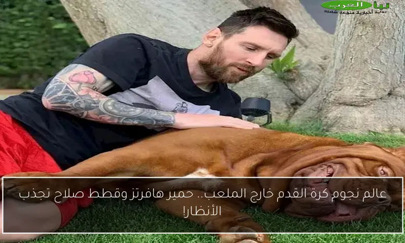 عالم نجوم كرة القدم خارج الملعب.. حمير هافرتز وقطط صلاح تجذب الأنظار!