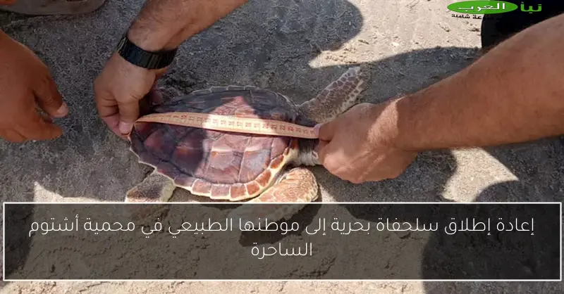 إعادة إطلاق سلحفاة بحرية إلى موطنها الطبيعي في محمية أشتوم الساحرة