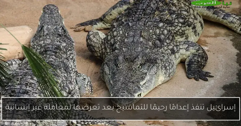 إسرائيل تنفذ إعدامًا رحيمًا للتماسيح بعد تعرضها لمعاملة غير إنسانية