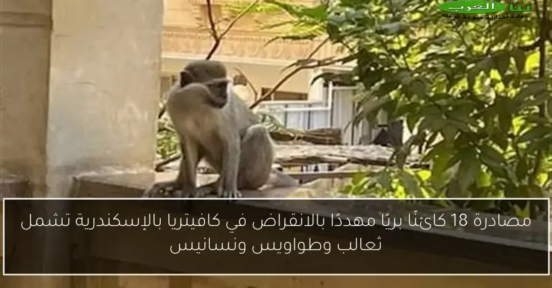 مصادرة 18 كائنًا بريًا مهددًا بالانقراض في كافيتريا بالإسكندرية تشمل ثعالب وطواويس ونسانيس