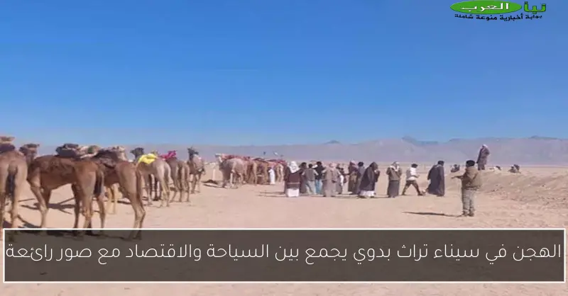 الهجن في سيناء تراث بدوي يجمع بين السياحة والاقتصاد مع صور رائعة
