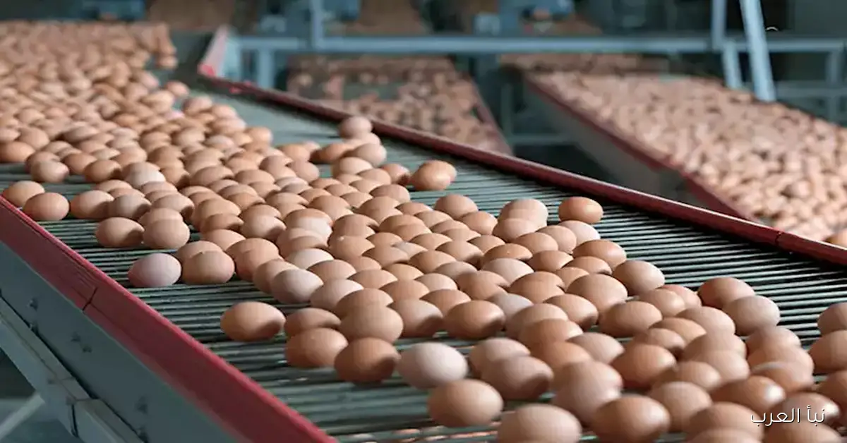 أسعار البيض في الأسواق اليوم الأربعاء (من مصدر رسمي)