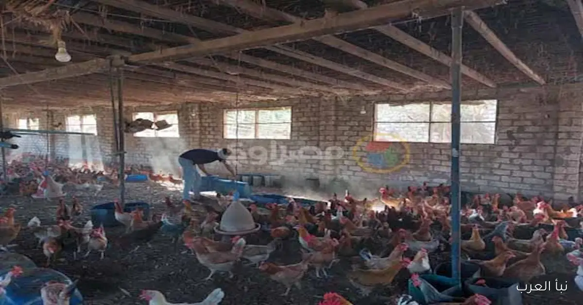 تراجع أسعار الدواجن في الأسواق اليوم الثلاثاء: تحليل رسمي