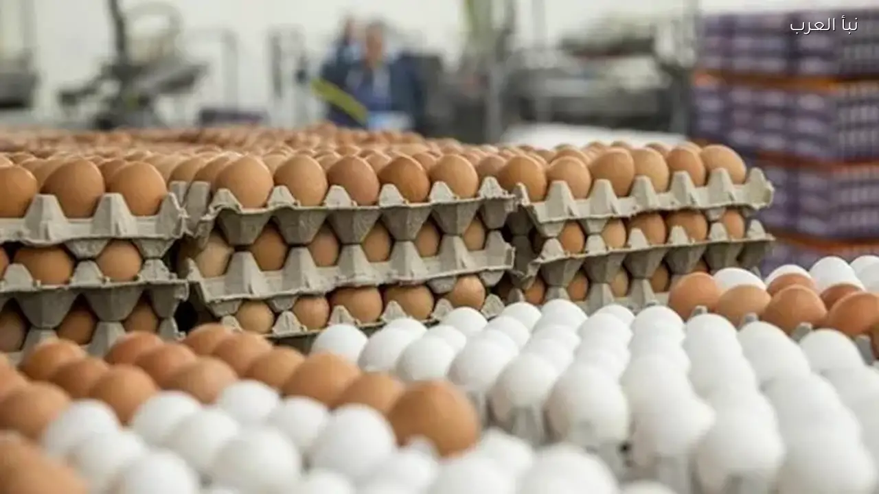 انخفاض أسعار البيض في الأسواق اليوم الثلاثاء
