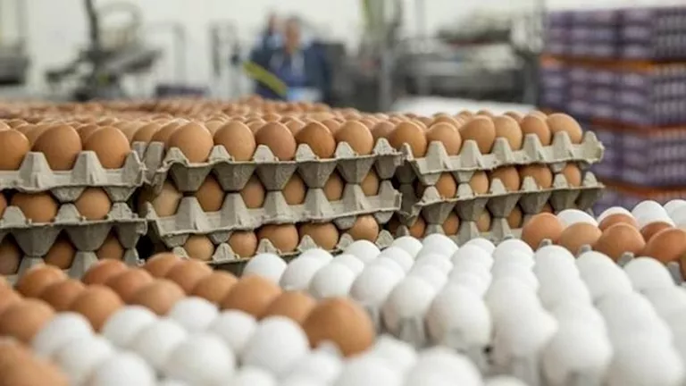 ارتفاع أسعار البيض في الأسواق اليوم الأربعاء