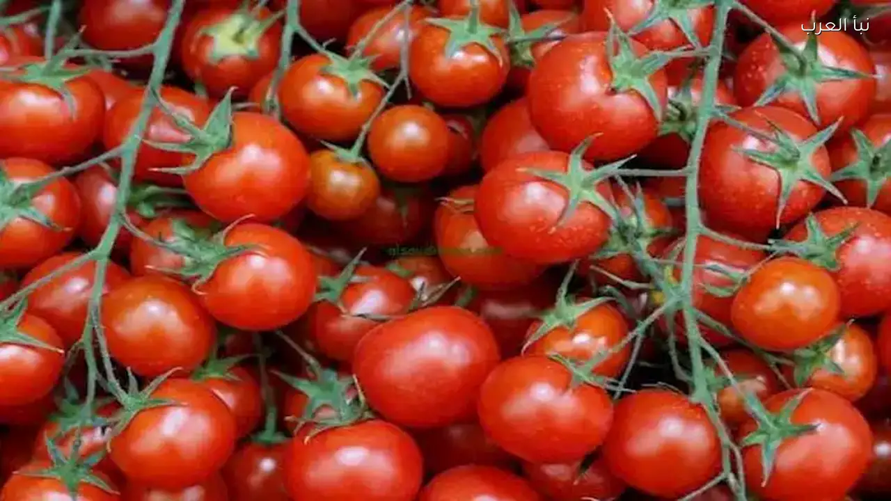 أسعار الطماطم 15 جنيها لكيلو في سوق العبور اليوم