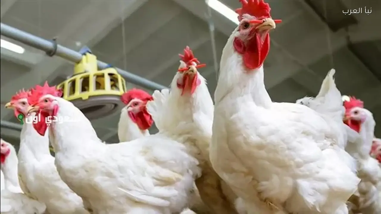 ارتفاع أسعار الدواجن اليوم في الأسواق