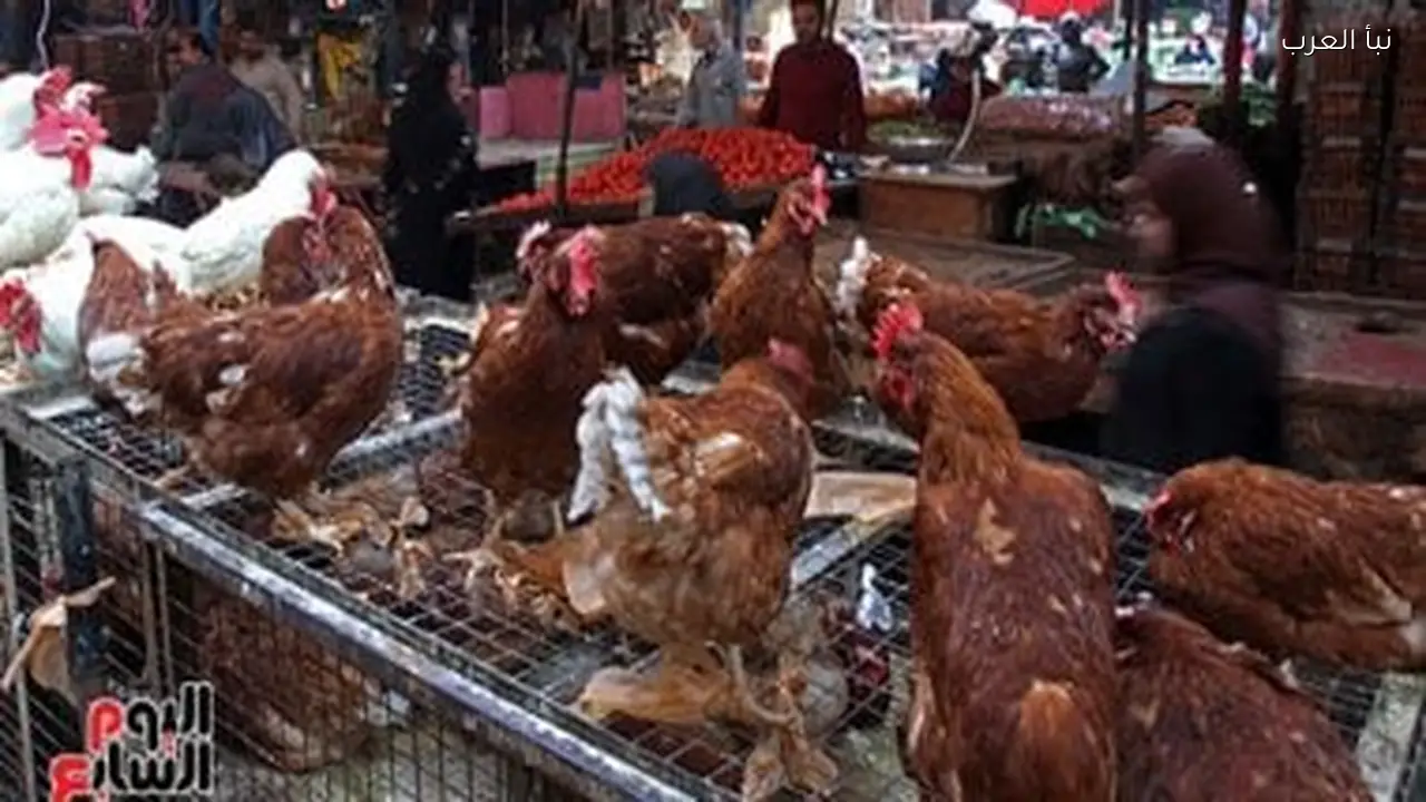 استقرار أسعار الفراخ والكتاكيت اليوم في السوق المصري