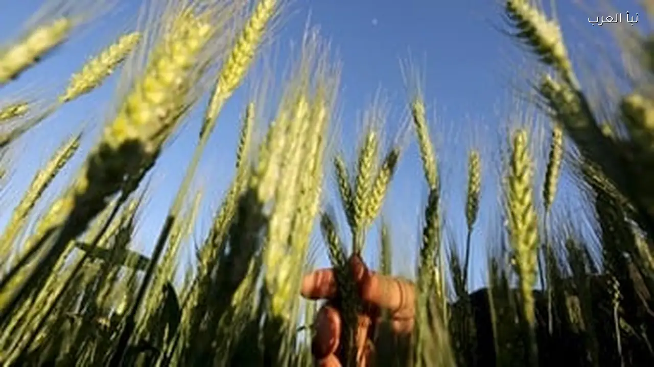 الدولة توفر ملايين الدولارات في فاتورة استيراد القمح