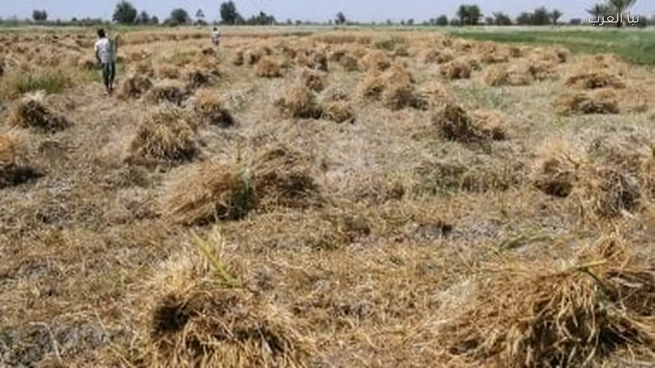 مخزون القمح يكفي 4 أشهر استعدادًا لشهر رمضان حسب رابطة المطاحن