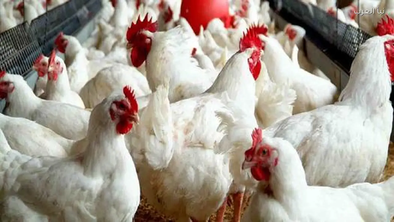 تحديث اسعار الفراخ البيضاء اليوم الثلاثاء 10 مارس 2026 للمستهلك والمزارع