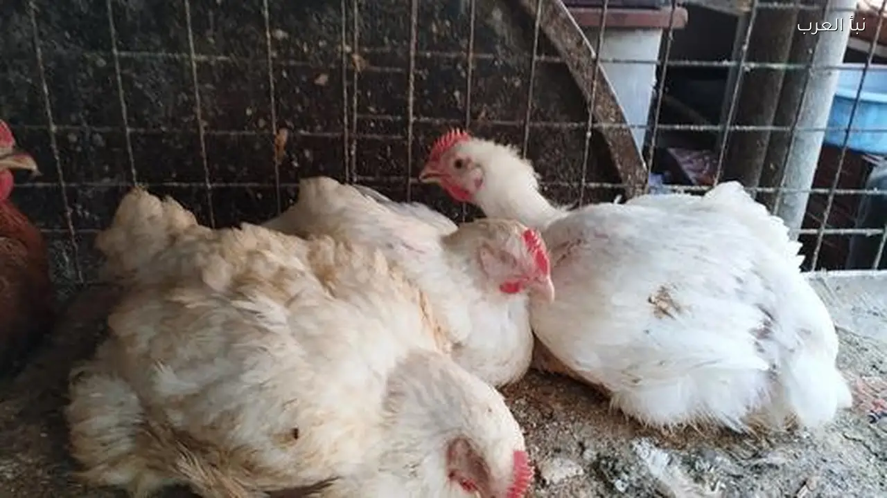 ارتفاع سعر كيلو الفراخ البيضاء اليوم في المزارع وللمستهلك 12/3/2026 بكام البانيه الآن؟