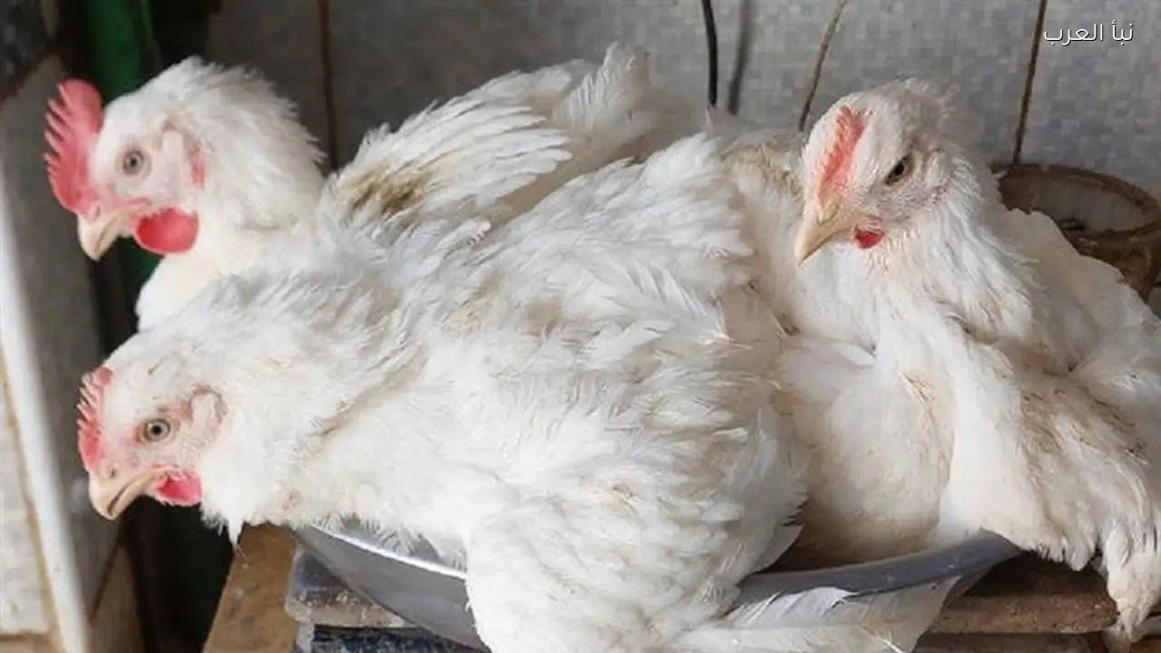 الان سعر الفراخ البيضاء اليوم السبت 14 مارس 2026 بكم الفراخ البلدي والبيض؟