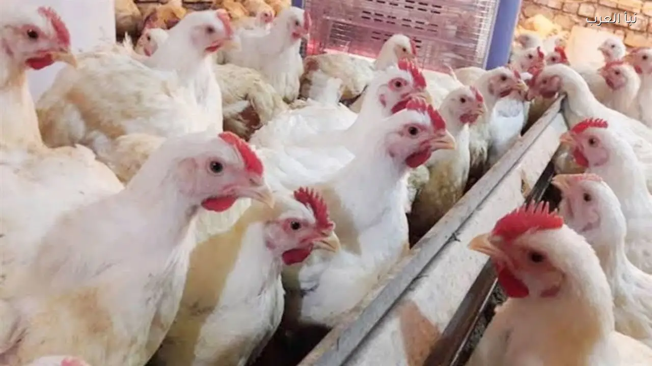استقرار أسعار الفراخ اليوم في مصر.. البيضاء عند 100 جنيه بالمزرعة