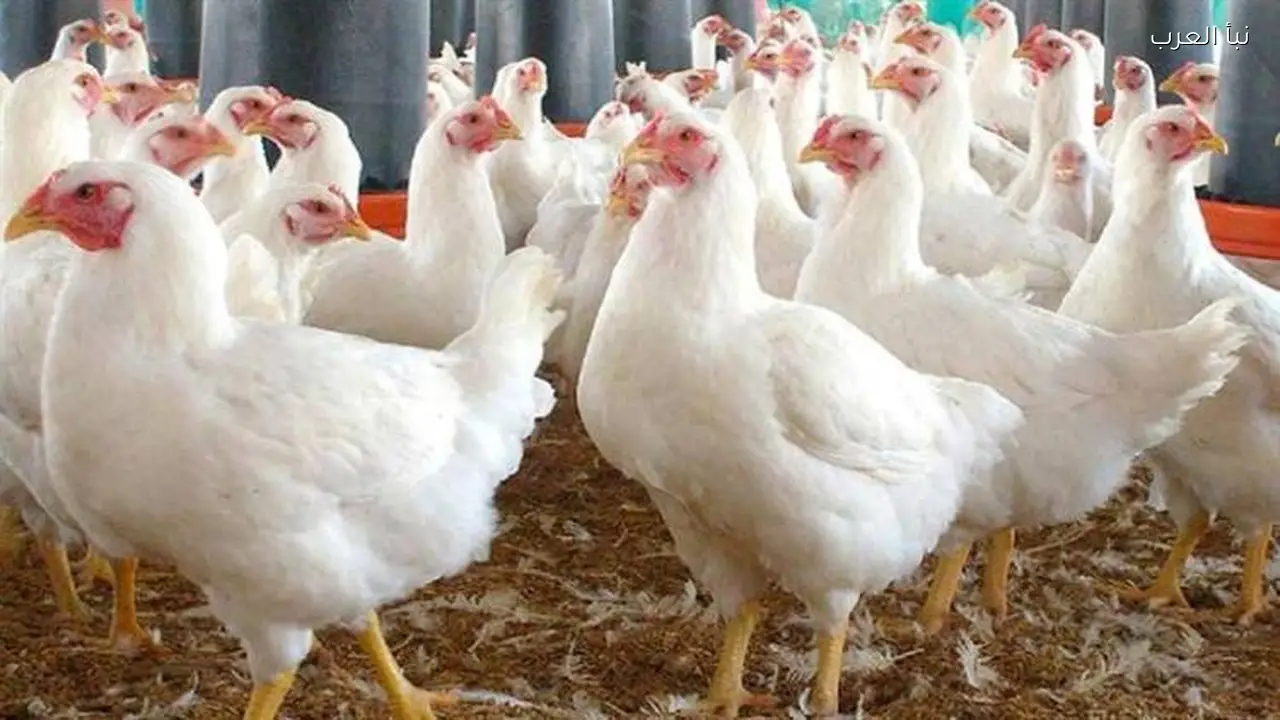 تراجع جديد في سعر الفراخ البيضاء اليوم الجمعة 13-3-2026 البلدي وصلت كام؟