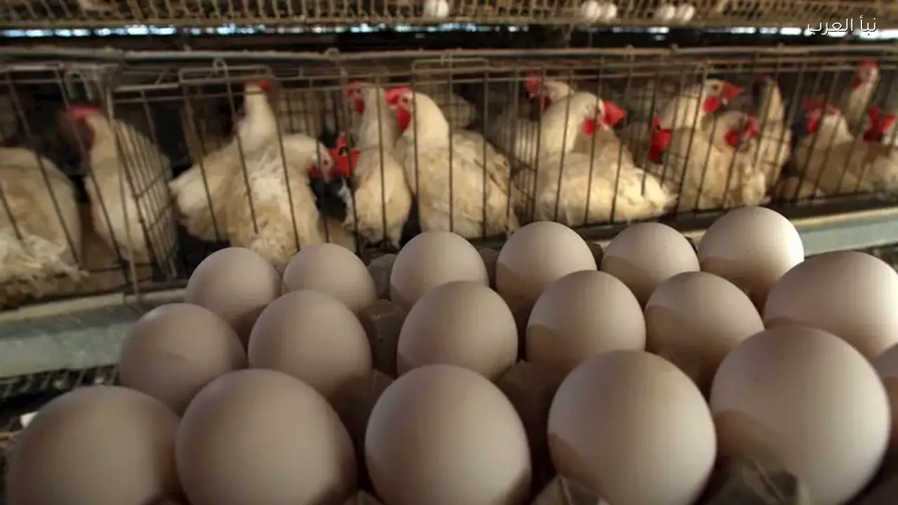أسعار البيض والدواجن اليوم الأحد في الأسواق
