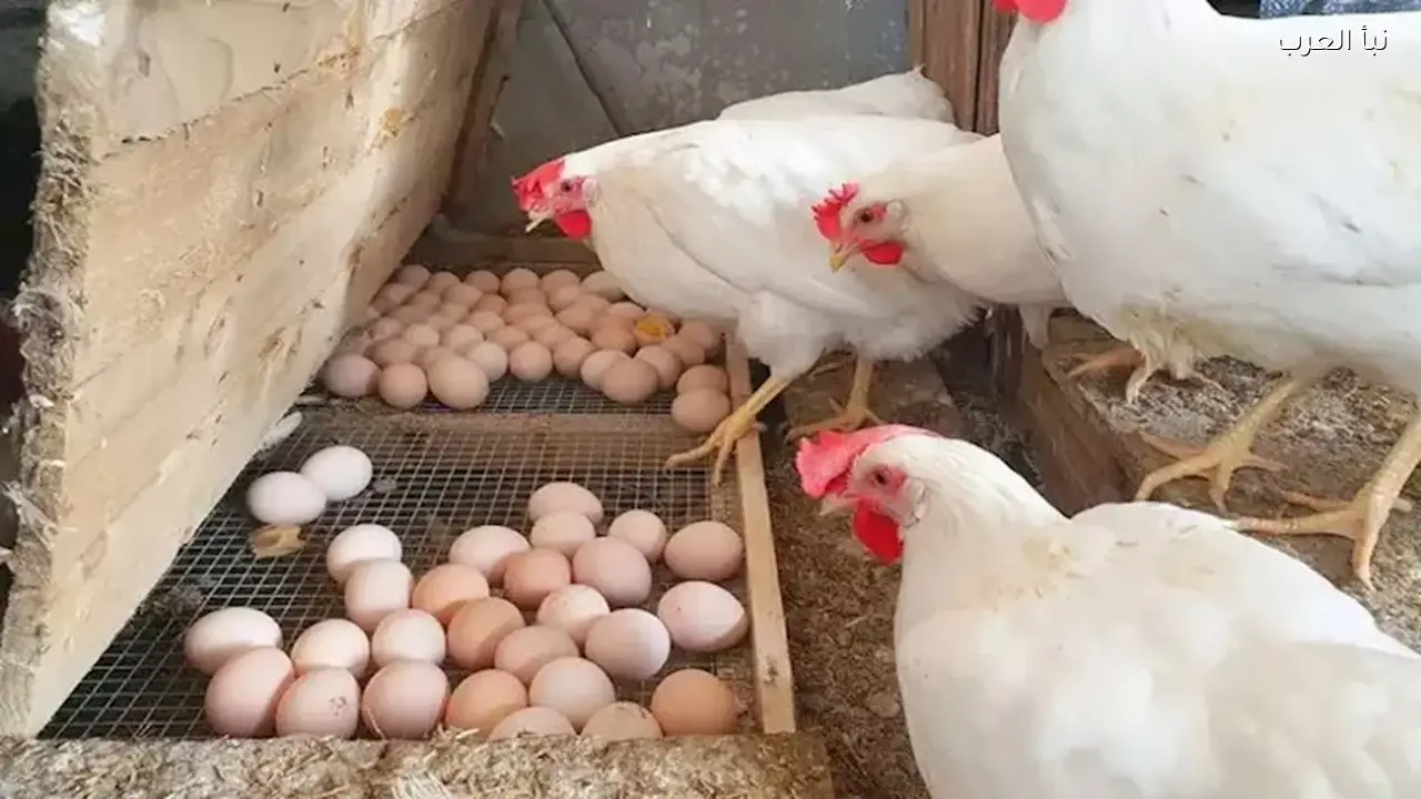 أسعار البيض والدواجن اليوم الاثنين في الأسواق