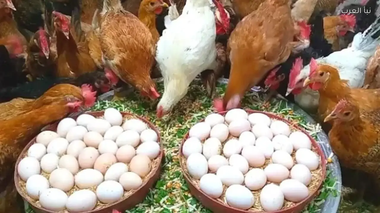 أسعار البيض والدواجن اليوم السبت في الأسواق