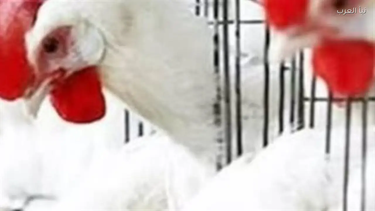 أسعار الدواجن اليوم: الفراخ البيضاء تصل لمستويات جديدة في المزارع