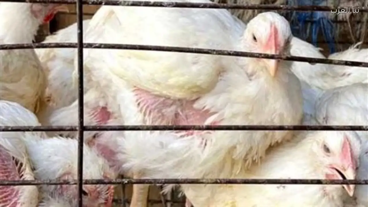 أسعار الدواجن اليوم في بورصة السبت تشمل الفراخ الساسو والأمهات