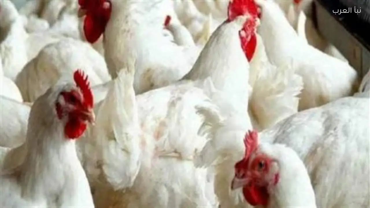 أسعار الدواجن تتأثر بصرف الرواتب ونمط الاستهلاك في رمضان وعيد الفطر