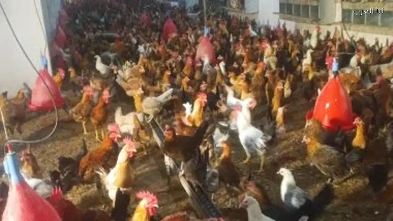 أسعار الدواجن تتراجع 15 جنيها في الكيلو اليوم بسبب زيادة المعروض