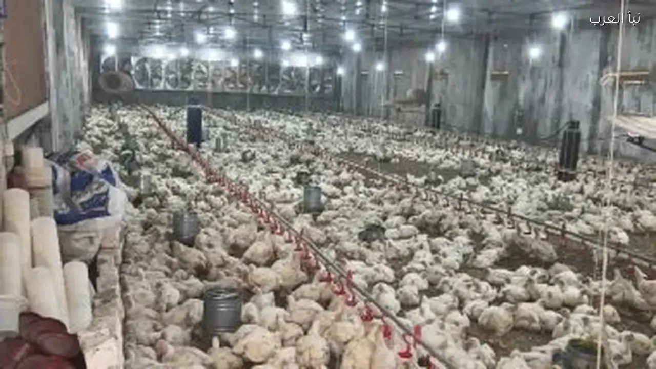 أسعار الدواجن والبيض اليوم تواجه تقلبات جديدة