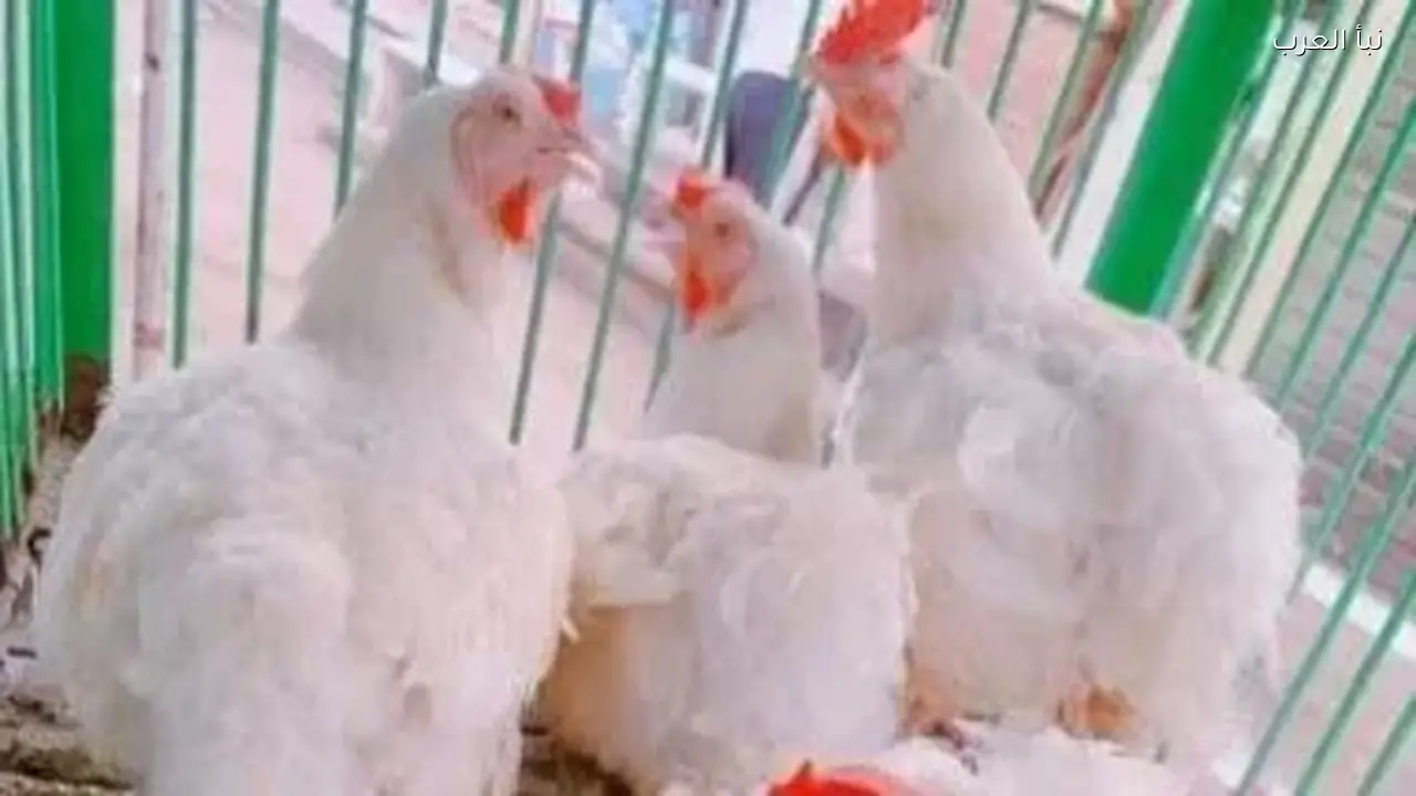 أسعار الدواجن والبيض تتراجع اليوم مع وفرة المعروض