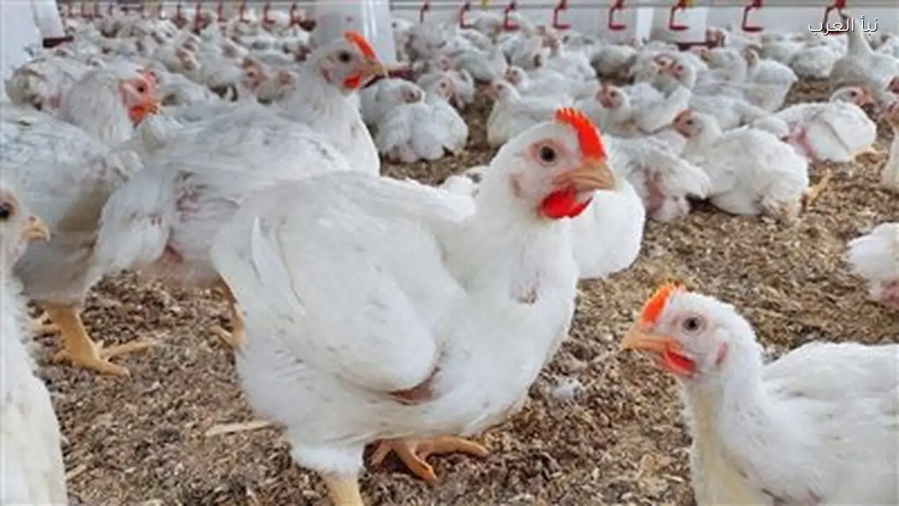 أسعار الدواجن والبيض ترتفع اليوم السبت