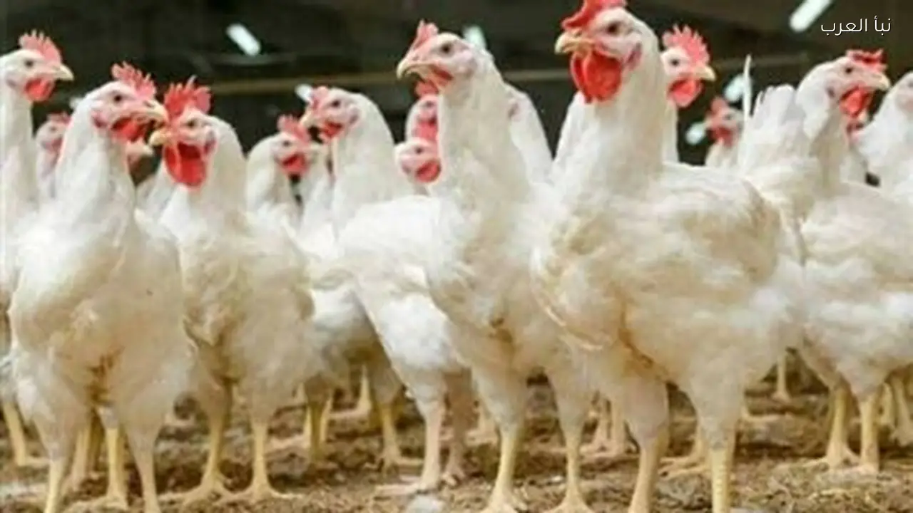أسعار الفراخ تتراجع اليوم.. هل تبدأ موجة الانخفاض؟