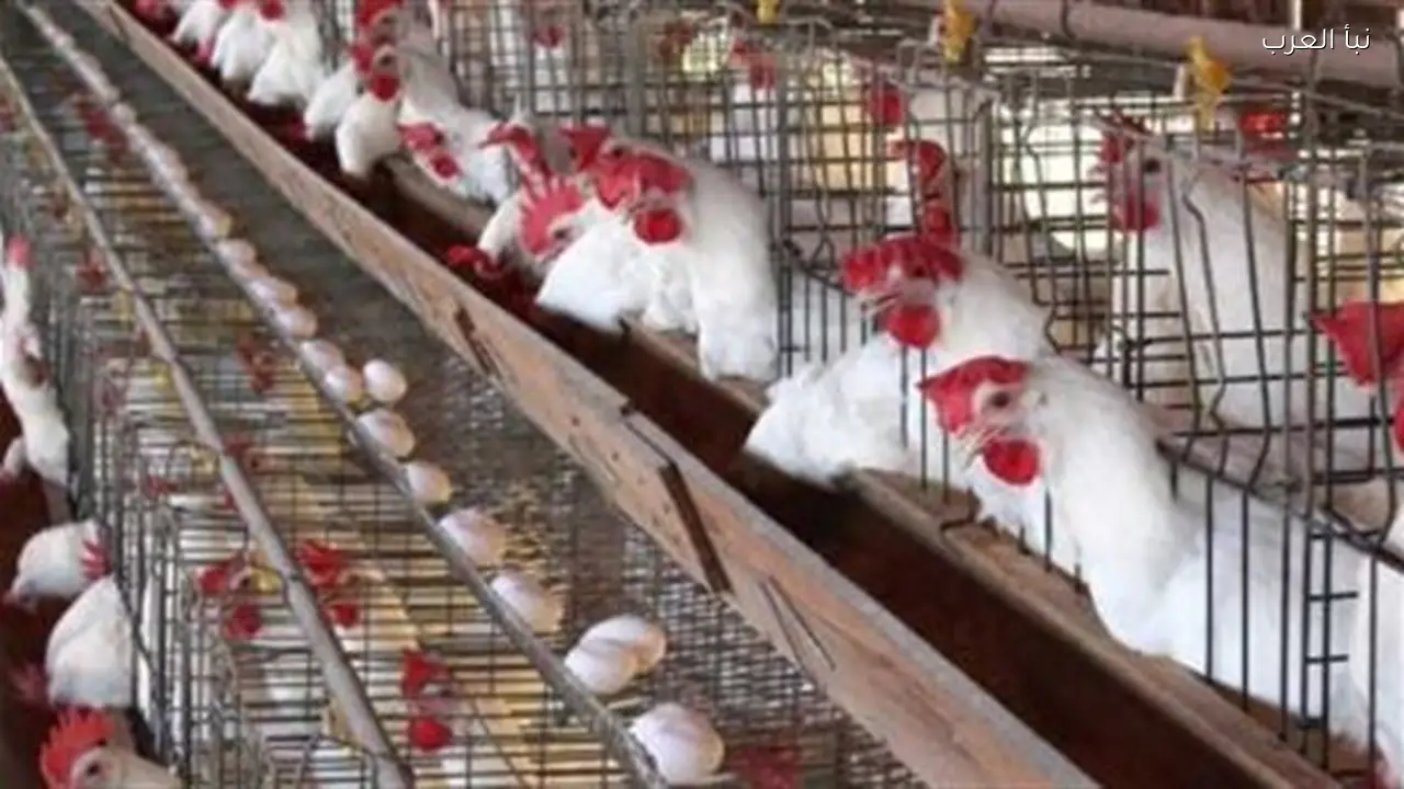 أسعار الكتاكيت اليوم الثلاثاء: تباين بين الشركات والبلدي