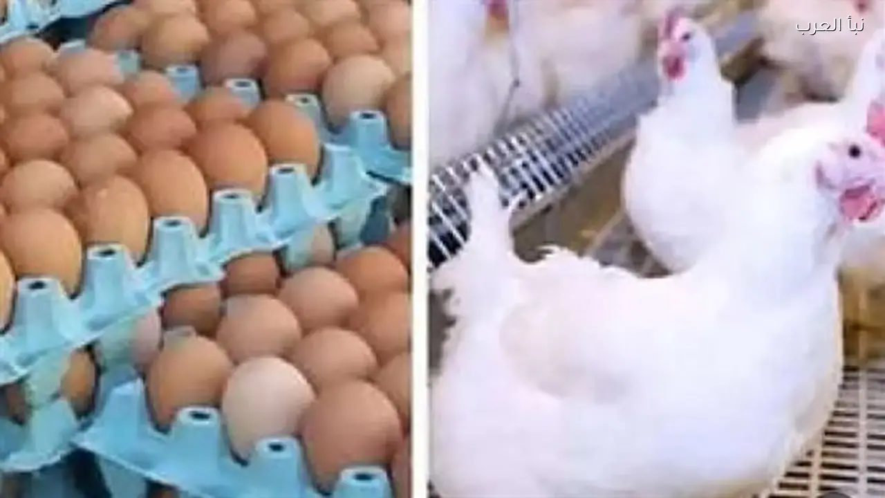 أسعار الكتاكيت وأجزاء الدواجن اليوم السبت 14 مارس 2026