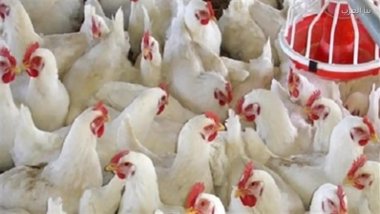 استقرار أسعار الدواجن في المزارع والأسواق اليوم