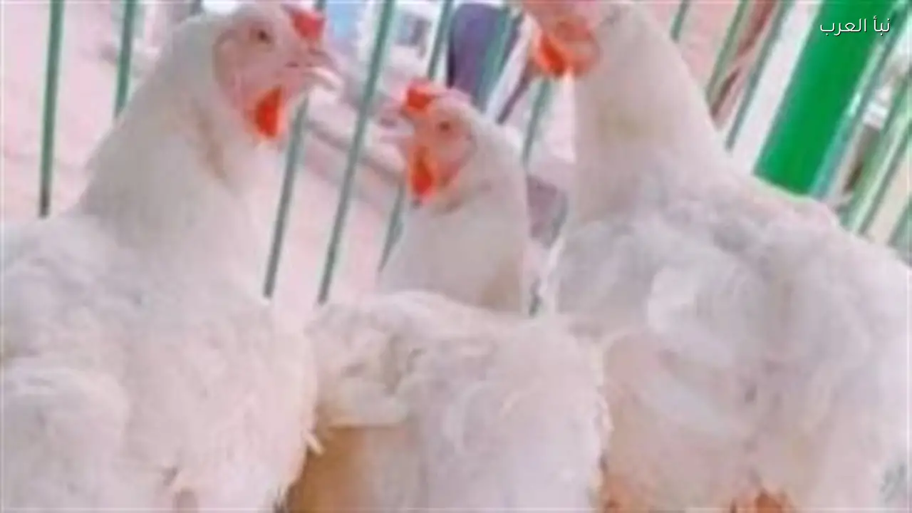 بورصة الدواجن اليوم: أسعار الفراخ البيضاء والبلدي والكتاكيت والبيض