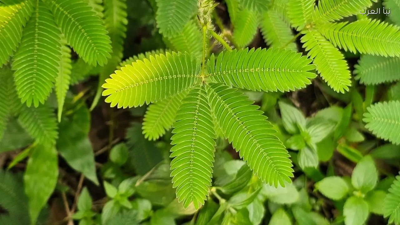 دراسة تكشف قدرة نبات الميموزا على العد والتذكر دون دماغ