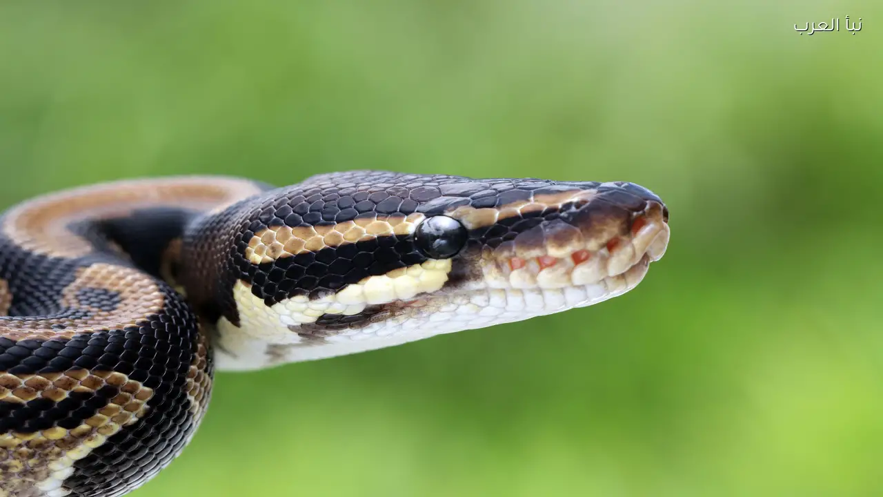 دم ثعبان البايثون قد يساعد في علاج السمنة