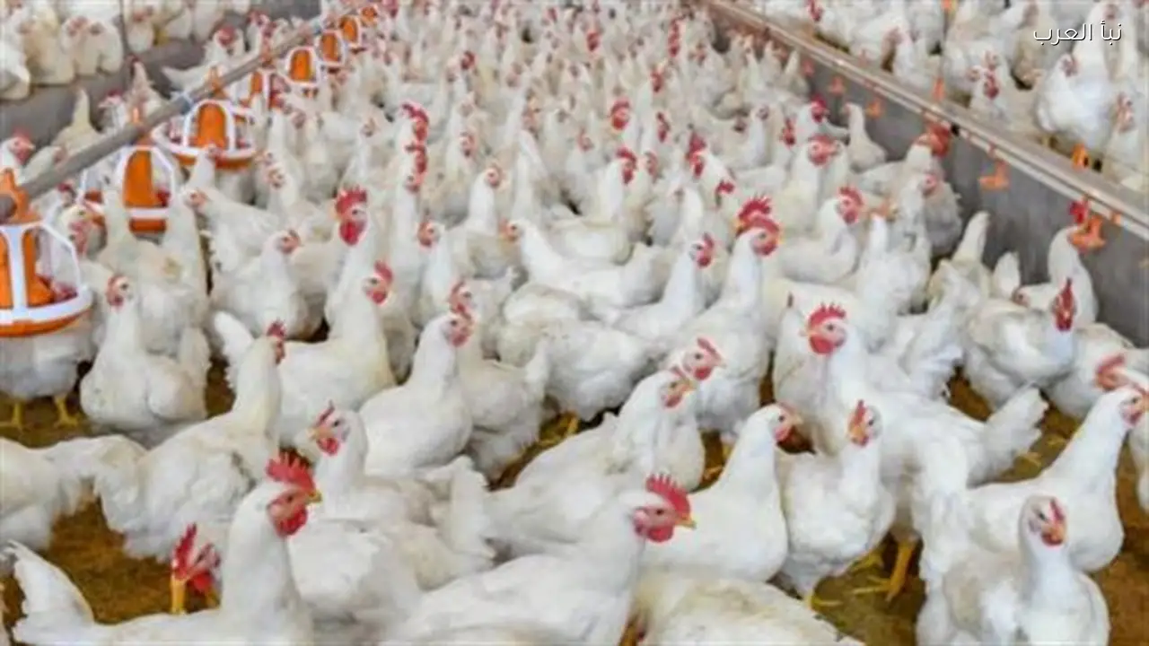 سعر كرتونة البيض اليوم: استقرار الأحمر والأبيض مع انخفاض الأسعار للمستهلك